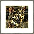 Watchful Framed Print