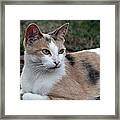 The Patience Of A Cat Framed Print