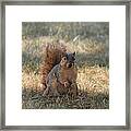 Brown City Squirrel Watching Me Framed Print