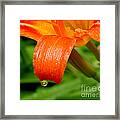 Water Droplet Framed Print