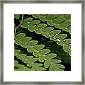 Water Drops Framed Print