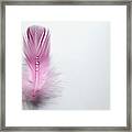 Water Drops On Feather Framed Print
