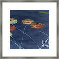 Water Lilies 2 Framed Print