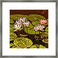 Water Lilies Img_6388 Framed Print