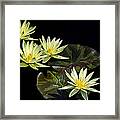 Water Lilies In Yellow Framed Print