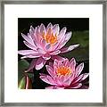 Water Lilies Love The Sun Framed Print