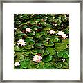 Water Lillies Framed Print