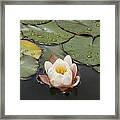 Water Lilly Framed Print