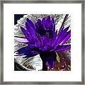 Water Lily 008 Framed Print