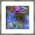 Water Lily 4 Framed Print