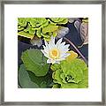 Water Lotus Bloom Framed Print
