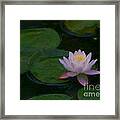 Water Lily Dreams Framed Print