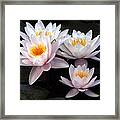 Water Lily Group Framed Print