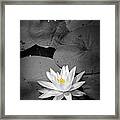 Water Lily Ii Framed Print