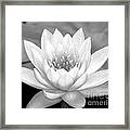 Water Lily In Black And White Framed Print Water Lily In Black And White Framed Print