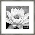 Water Lily In Black And White Framed Print