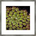 Water Lily Pattern Framed Print