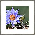 Water Lily Reflections Framed Print