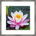 Water Lily Framed Print