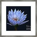 Water Lily Shades Of Blue And Lavender Framed Print
