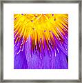 Water Lily Framed Print