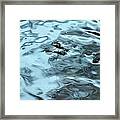 Water Spiders Framed Print
