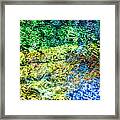 Water Tree Reflections Framed Print