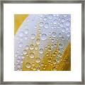 Waterdrops On Tulip Framed Print