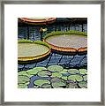 Waterlilies And Platters 2 Framed Print