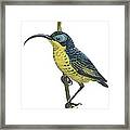 Wattled False Sunbird Framed Print