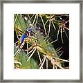 Wdding Ring And Cactus Spines 5 Framed Print