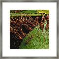 Weaver Ants Pulling On Leaves Framed Print