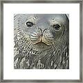 Weddell Seal Petermann Isl Antarctica Framed Print