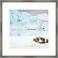 Weddell Seals, Pleneau Bay Framed Print