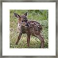 Wee Little Bambi Framed Print