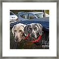 Weimaraner Dogs In Car Framed Print