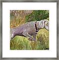 Weimaraner Point Framed Print