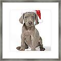 Weimaraner With Christmas Hat Framed Print