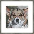 Welsh Corgi Framed Print