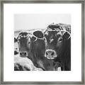 Welsh Cows Framed Print
