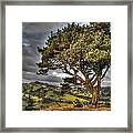 Welsh Tree Framed Print