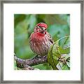 House Finch - Were You Talking To Me Framed Print