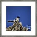 Western Bluebird-arizona V3 Framed Print