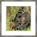 Western Gorilla And Young Framed Print