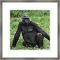 Western Lowland Gorilla Female Framed Print