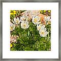 Western Pasqueflower And Buttercups Blooming In A Meadow Framed Print