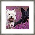 Westie And Scottie Dogs Framed Print