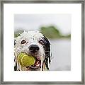 Wet Border Collie With Tennis Ball Framed Print