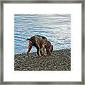 Wet Dog On Beach Framed Print