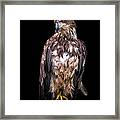 Wet Feathers Framed Print